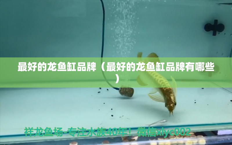 最好的龍魚缸品牌（最好的龍魚缸品牌有哪些）