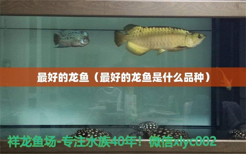 最好的龍魚（最好的龍魚是什么品種）