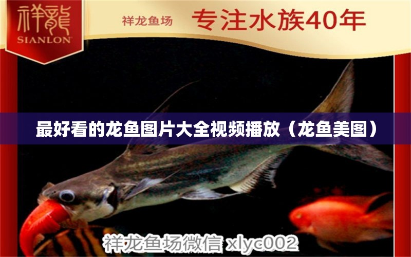 最好看的龍魚圖片大全視頻播放（龍魚美圖）