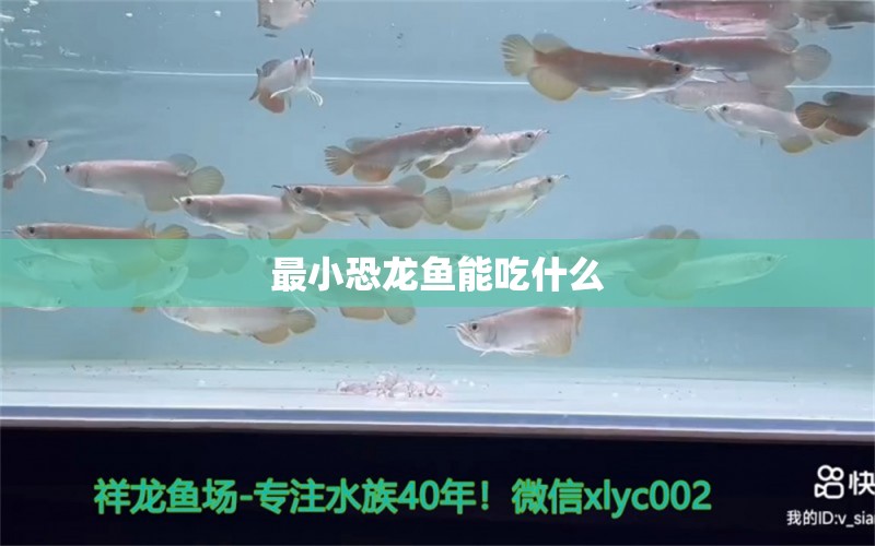 最小恐龍魚能吃什么