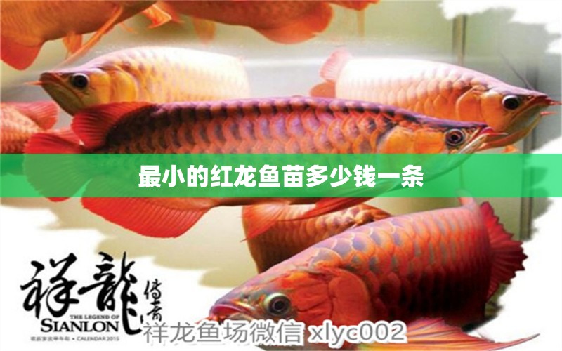 最小的紅龍魚(yú)苗多少錢一條 祥龍魚(yú)場(chǎng)