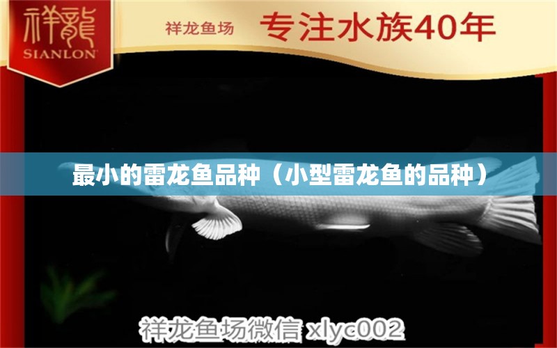 最小的雷龍魚品種（小型雷龍魚的品種） 其他品牌魚缸