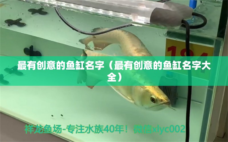 最有創(chuàng)意的魚(yú)缸名字（最有創(chuàng)意的魚(yú)缸名字大全） 觀賞魚(yú)市場(chǎng)（混養(yǎng)魚(yú)）