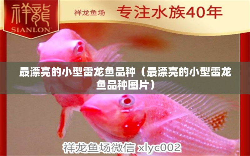 最漂亮的小型雷龍魚品種（最漂亮的小型雷龍魚品種圖片） 龍魚疾病與治療