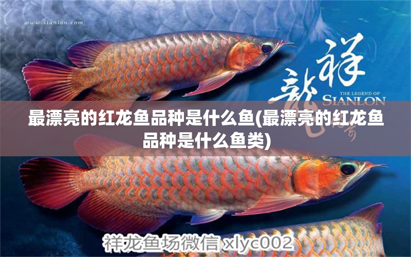 最漂亮的紅龍魚(yú)品種是什么魚(yú)(最漂亮的紅龍魚(yú)品種是什么魚(yú)類) 埃及神仙魚(yú)