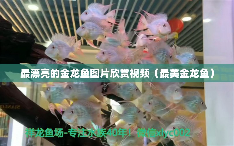 最漂亮的金龍魚圖片欣賞視頻（最美金龍魚）