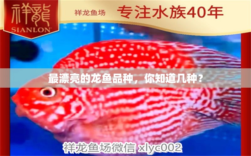 最漂亮的龍魚品種，你知道幾種？ PH調(diào)節(jié)劑