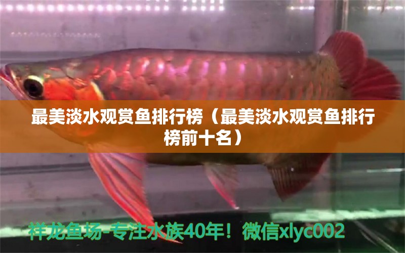 最美淡水觀賞魚排行榜（最美淡水觀賞魚排行榜前十名）