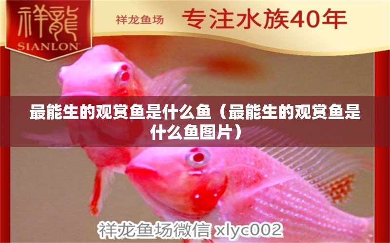 最能生的觀賞魚是什么魚（最能生的觀賞魚是什么魚圖片）