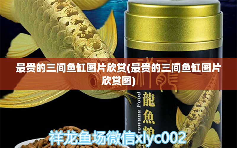 最貴的三間魚缸圖片欣賞(最貴的三間魚缸圖片欣賞圖) 水溫計 第1張