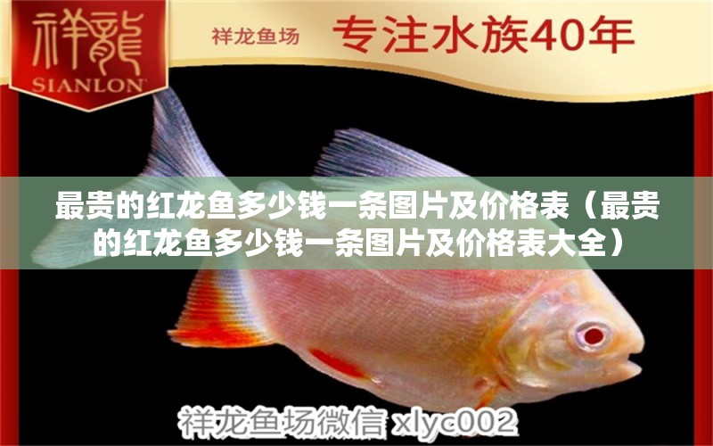 最貴的紅龍魚(yú)多少錢(qián)一條圖片及價(jià)格表（最貴的紅龍魚(yú)多少錢(qián)一條圖片及價(jià)格表大全） 印尼紅龍魚(yú)