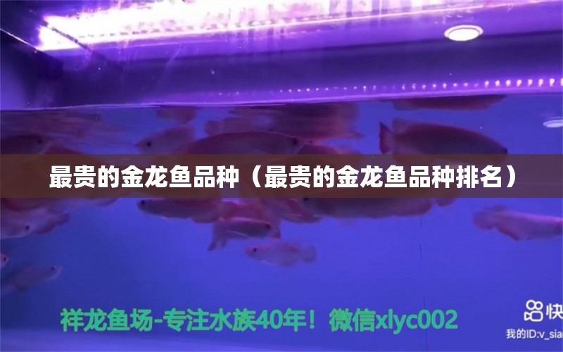 最貴的金龍魚(yú)品種（最貴的金龍魚(yú)品種排名） 白子銀龍魚(yú)苗