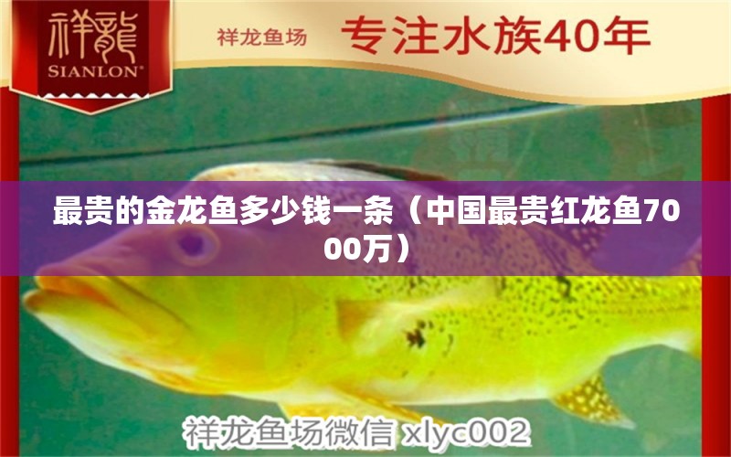 最貴的金龍魚(yú)多少錢(qián)一條（中國(guó)最貴紅龍魚(yú)7000萬(wàn)）