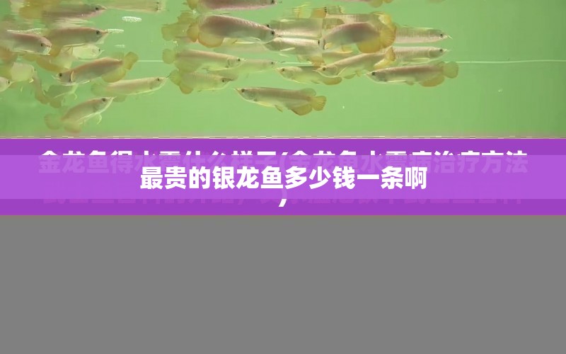 最貴的銀龍魚多少錢一條啊 水族問答 第1張