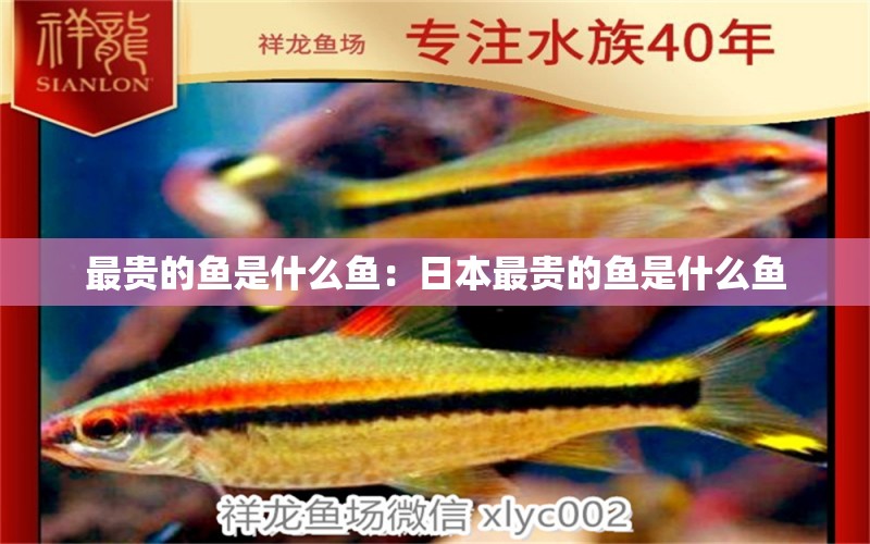 最貴的魚是什么魚：日本最貴的魚是什么魚