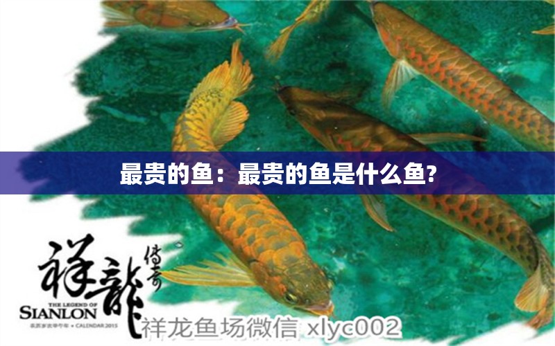 最貴的魚：最貴的魚是什么魚? 祥禾Super Red紅龍魚