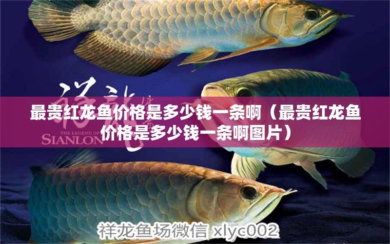 最貴紅龍魚(yú)價(jià)格是多少錢一條?。ㄗ钯F紅龍魚(yú)價(jià)格是多少錢一條啊圖片） 印尼紅龍魚(yú)