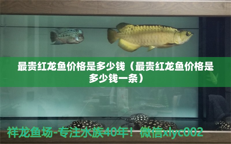 最貴紅龍魚價(jià)格是多少錢（最貴紅龍魚價(jià)格是多少錢一條）