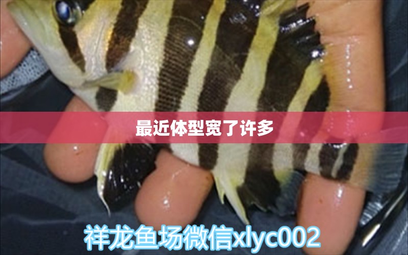 最近體型寬了許多 大湖紅龍魚