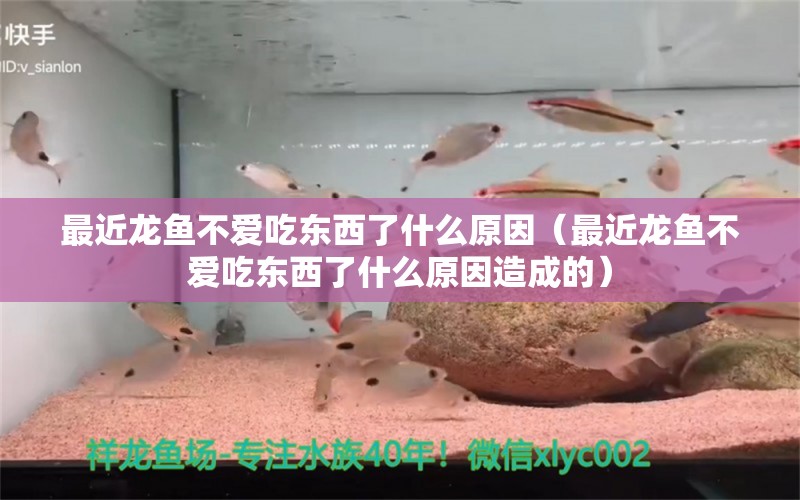 最近龍魚不愛吃東西了什么原因（最近龍魚不愛吃東西了什么原因造成的） 龍魚疾病與治療