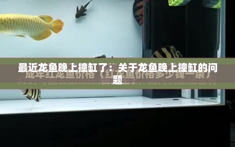 最近龍魚晚上撞缸了：關(guān)于龍魚晚上撞缸的問題 水族問答 第2張