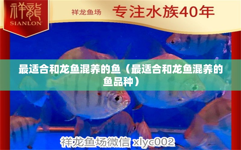 最適合和龍魚混養(yǎng)的魚（最適合和龍魚混養(yǎng)的魚品種） 廣州龍魚批發(fā)市場