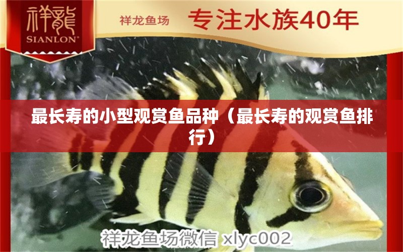 最長壽的小型觀賞魚品種（最長壽的觀賞魚排行） 小型觀賞魚