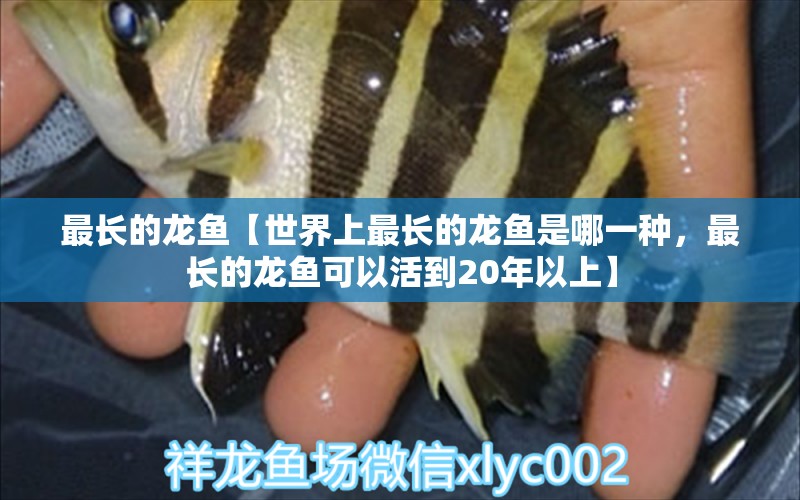 最長(zhǎng)的龍魚【世界上最長(zhǎng)的龍魚是哪一種，最長(zhǎng)的龍魚可以活到20年以上】 水族問答 第1張