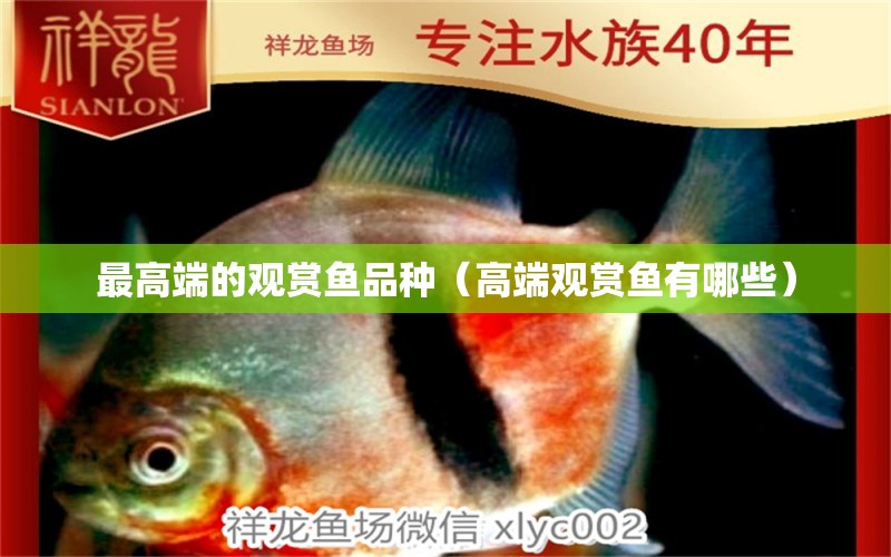 最高端的觀賞魚品種（高端觀賞魚有哪些） 觀賞魚疾病 第1張