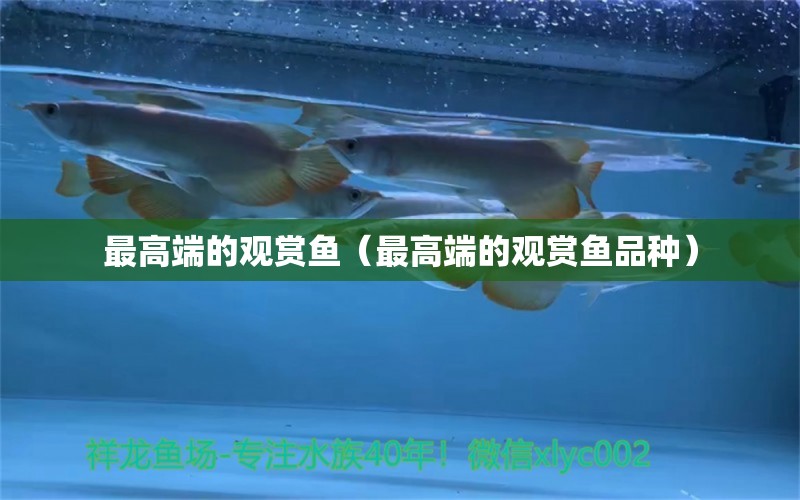 最高端的觀賞魚（最高端的觀賞魚品種） 觀賞魚市場（混養(yǎng)魚）