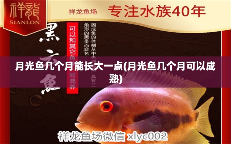 月光魚幾個月能長大一點(月光魚幾個月可以成熟) 紅魔王銀版魚