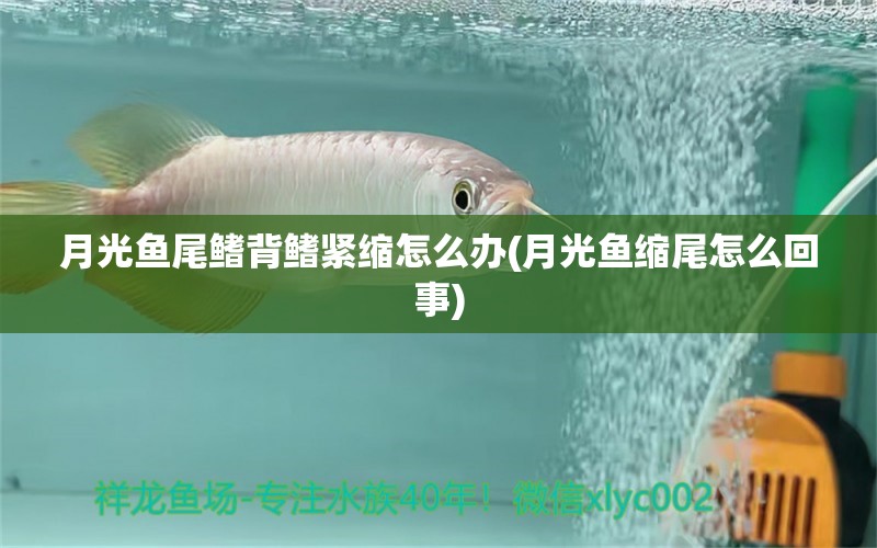 月光魚尾鰭背鰭緊縮怎么辦(月光魚縮尾怎么回事) 銀龍魚苗