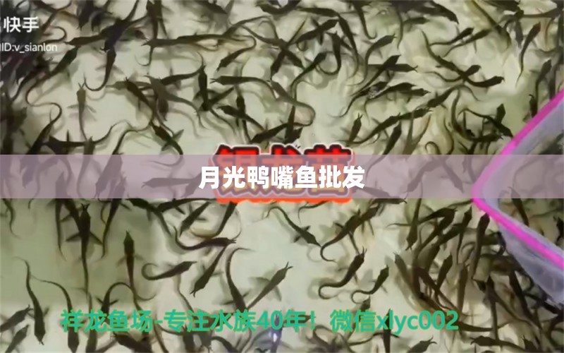 月光鴨嘴魚批發(fā)