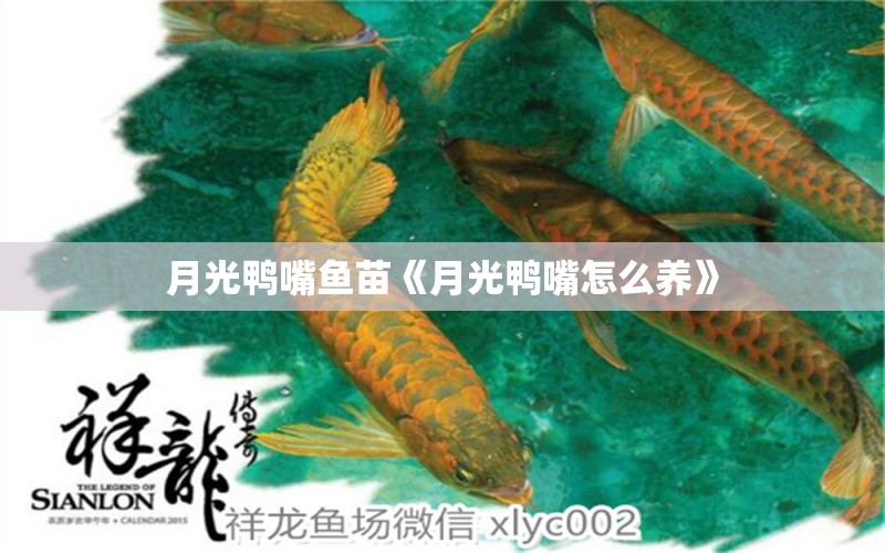 月光鴨嘴魚苗《月光鴨嘴怎么養(yǎng)》