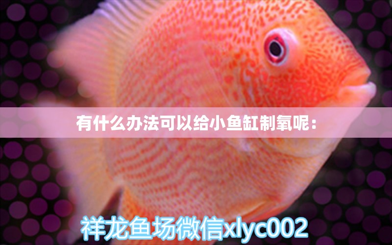 有什么辦法可以給小魚(yú)缸制氧呢：