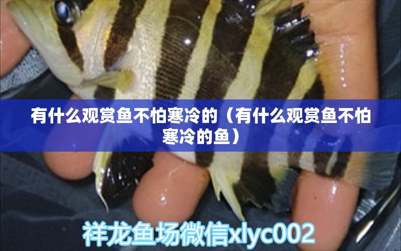 有什么觀賞魚不怕寒冷的（有什么觀賞魚不怕寒冷的魚）