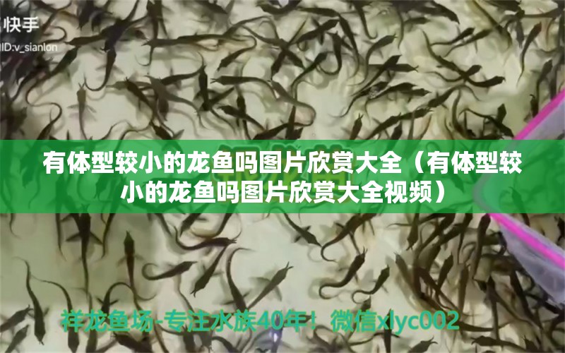 有體型較小的龍魚(yú)嗎圖片欣賞大全（有體型較小的龍魚(yú)嗎圖片欣賞大全視頻）