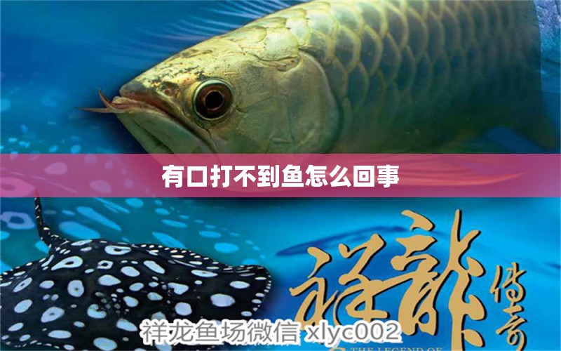 有口打不到魚怎么回事 泰國斗魚 第2張