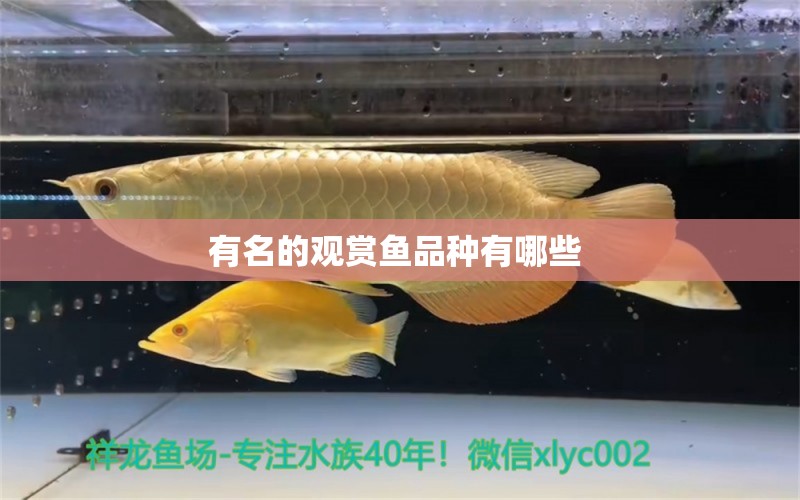 有名的觀賞魚(yú)品種有哪些  雪龍魚(yú)