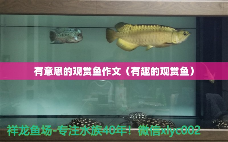 有意思的觀賞魚(yú)作文（有趣的觀賞魚(yú)）