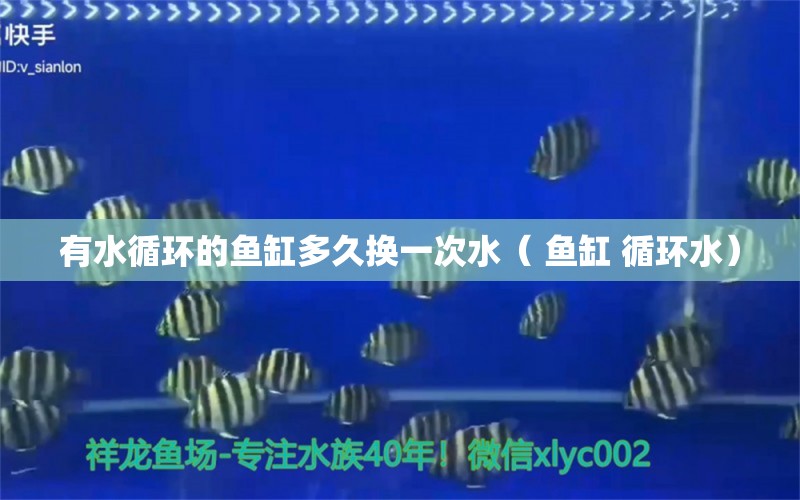 有水循環(huán)的魚缸多久換一次水（ 魚缸 循環(huán)水） 狗狗（犬） 第1張