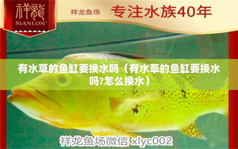 有水草的魚(yú)缸要換水嗎（有水草的魚(yú)缸要換水嗎?怎么換水） 水草