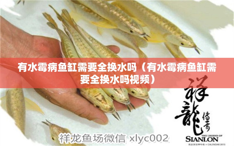 有水霉病魚缸需要全換水嗎（有水霉病魚缸需要全換水嗎視頻） 量子養(yǎng)魚技術(shù)