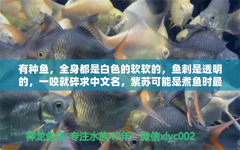 有種魚，全身都是白色的軟軟的，魚刺是透明的，一咬就碎求中文名，紫蘇可能是煮魚時(shí)最好的調(diào)料，但紫蘇也有好幾種，哪一種紫蘇最美味