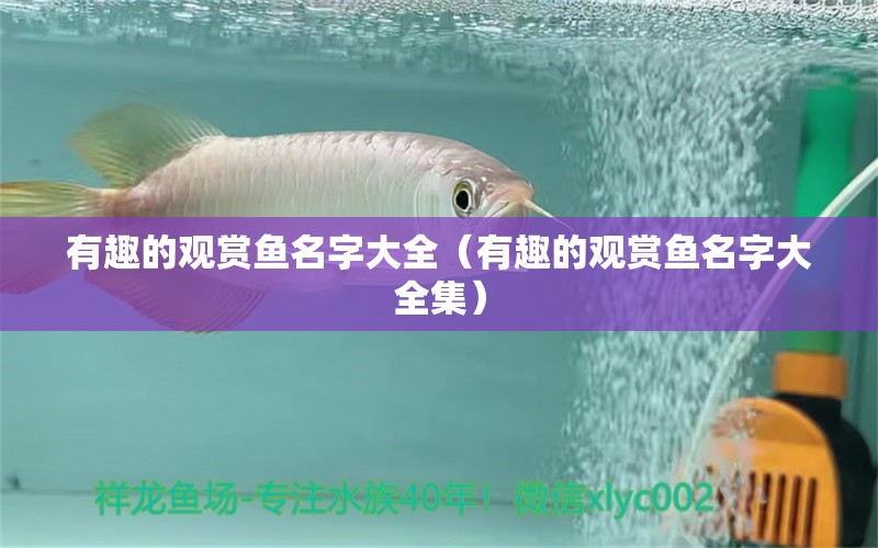 有趣的觀賞魚名字大全（有趣的觀賞魚名字大全集） 細(xì)線銀版魚