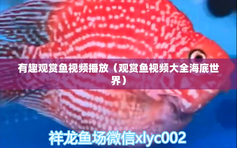 有趣觀賞魚視頻播放（觀賞魚視頻大全海底世界）