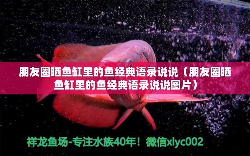 朋友圈曬魚缸里的魚經(jīng)典語(yǔ)錄說(shuō)說(shuō)（朋友圈曬魚缸里的魚經(jīng)典語(yǔ)錄說(shuō)說(shuō)圖片）