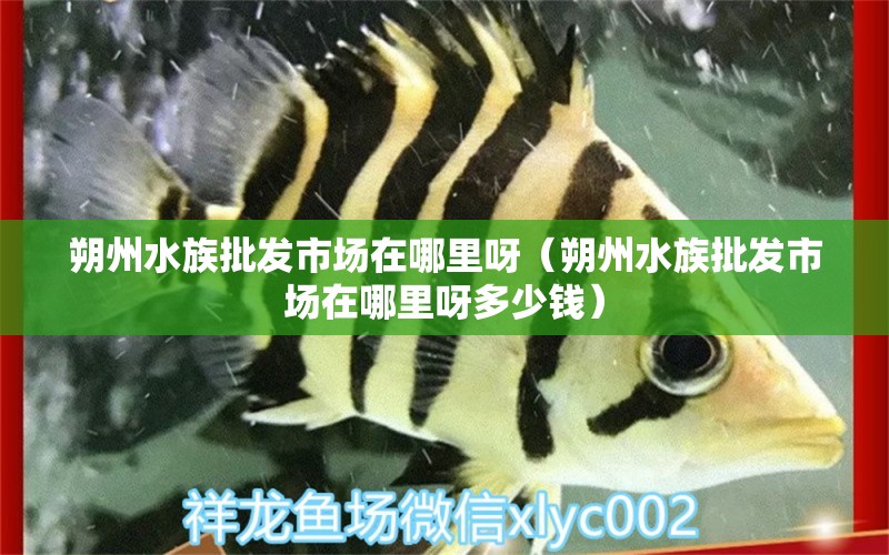 朔州水族批發(fā)市場(chǎng)在哪里呀（朔州水族批發(fā)市場(chǎng)在哪里呀多少錢(qián)）