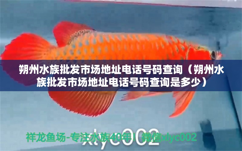 朔州水族批發(fā)市場地址電話號碼查詢（朔州水族批發(fā)市場地址電話號碼查詢是多少） 觀賞魚水族批發(fā)市場