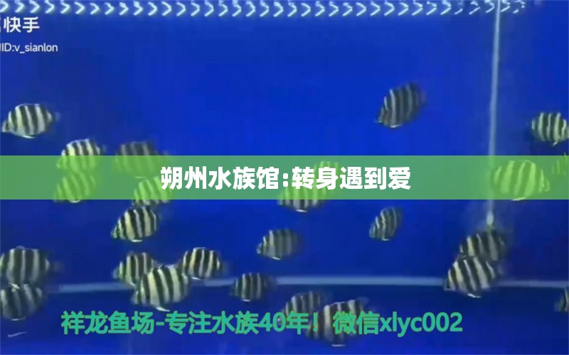 朔州水族館:轉(zhuǎn)身遇到愛 其他益生菌